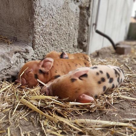 Hannekenbuurs Kleine Kune Kune Farm Apartment Weeze Exterior foto